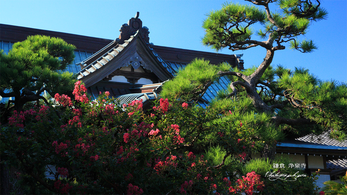 浄泉寺 サルスベリと本堂 壁紙