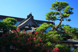 浄泉寺 サルスベリと本堂