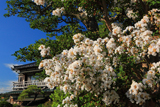 本龍寺 サルスベリ