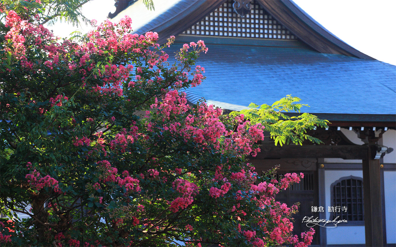 勧行寺 百日紅 壁紙