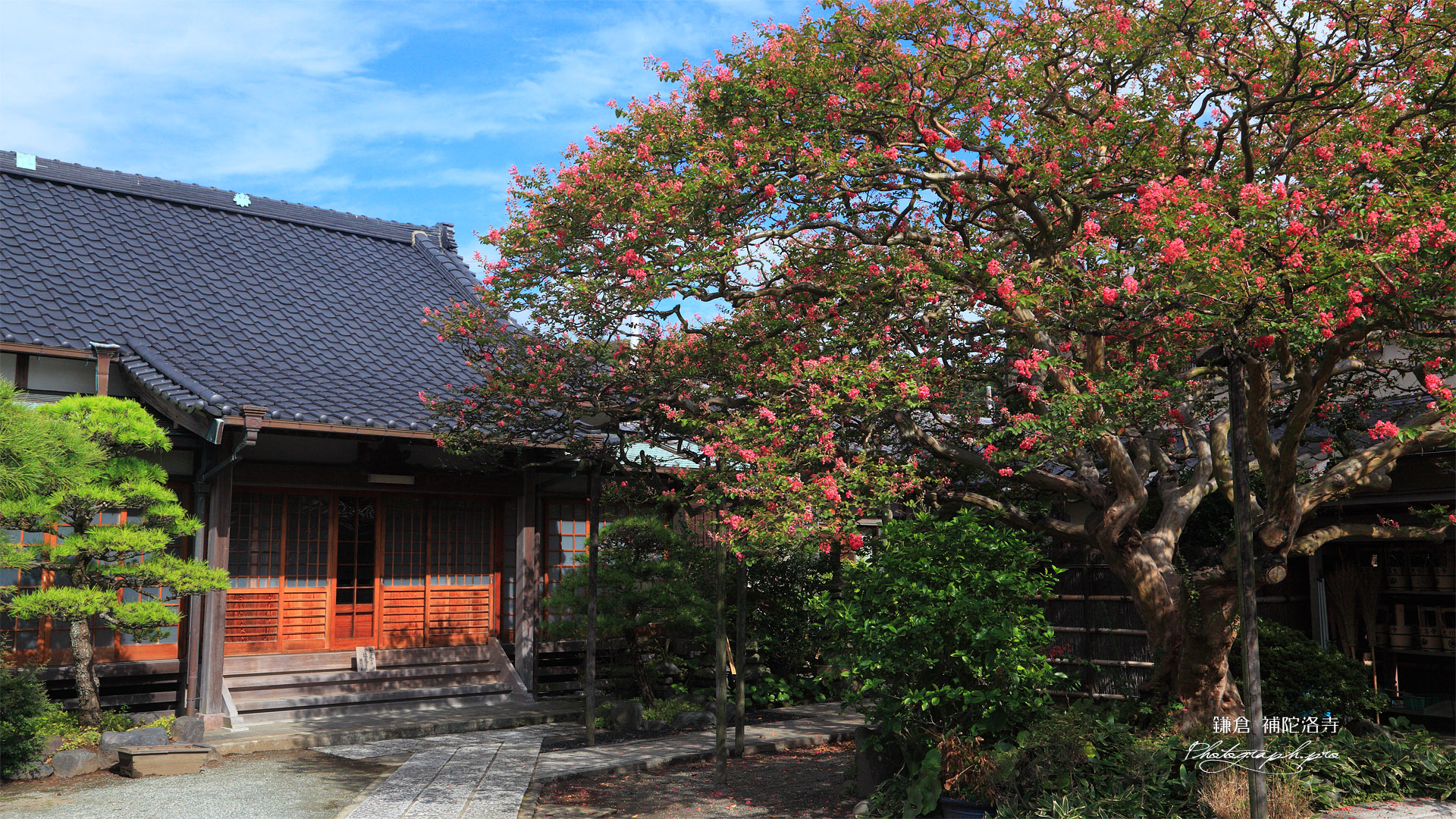 鎌倉補陀洛寺 サルスベリと本堂