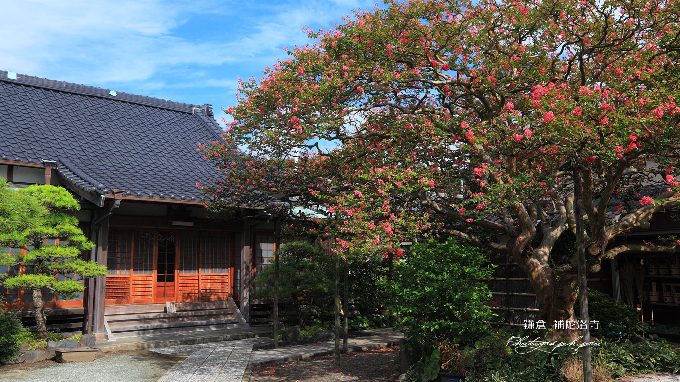 鎌倉補陀洛寺 サルスベリと本堂 壁紙