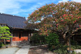 鎌倉補陀洛寺 サルスベリと本堂