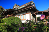 浄泉寺 フヨウと本堂