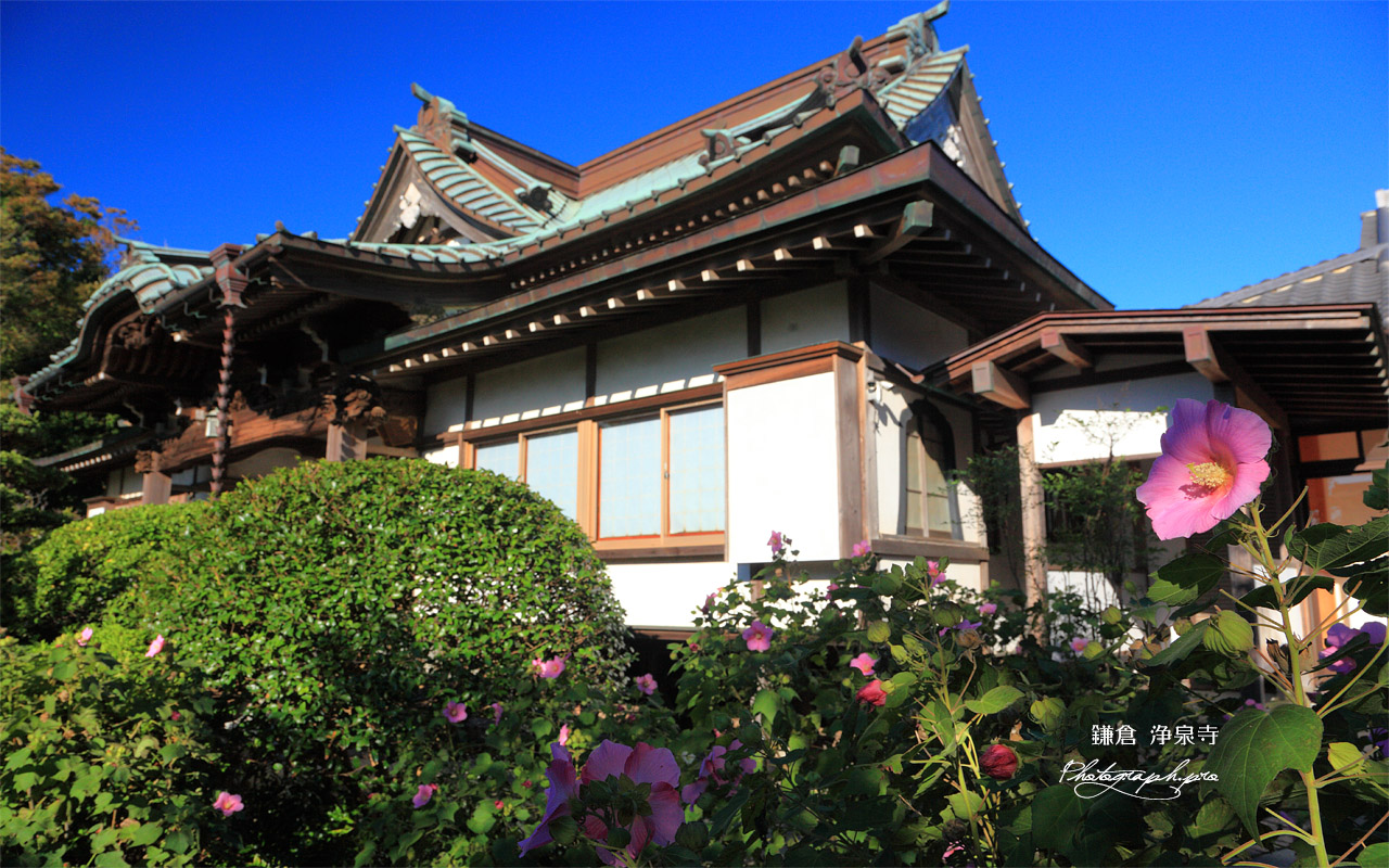 浄泉寺 フヨウと本堂 壁紙