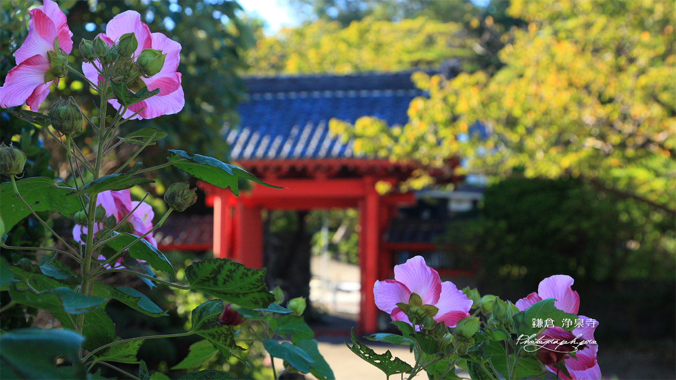 浄泉寺 芙蓉と赤門 壁紙
