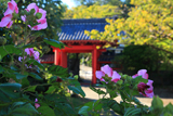 浄泉寺 芙蓉と赤門