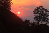 江の島 松と夕日