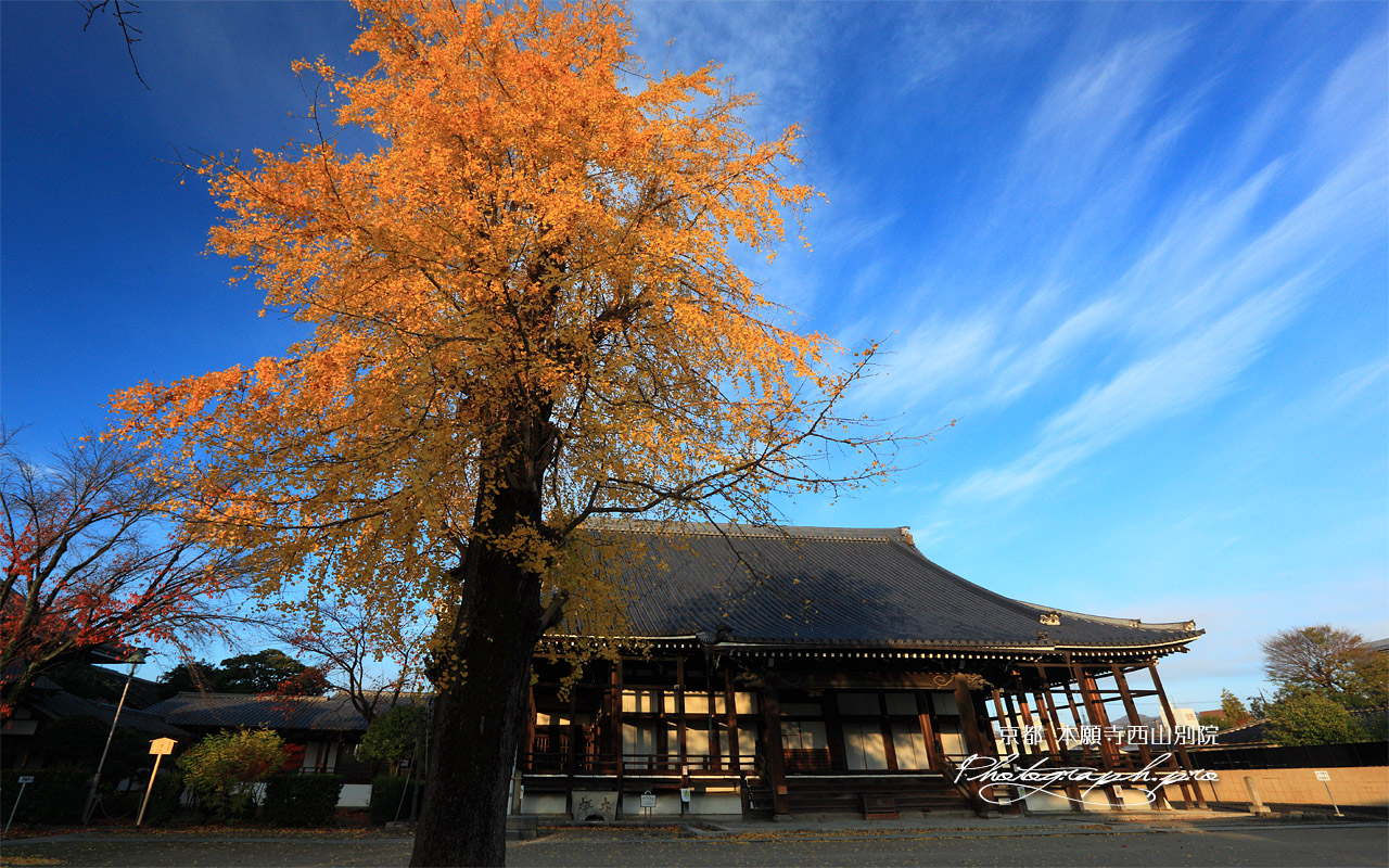 本願寺西山別院 イチョウ黄葉と本堂 壁紙