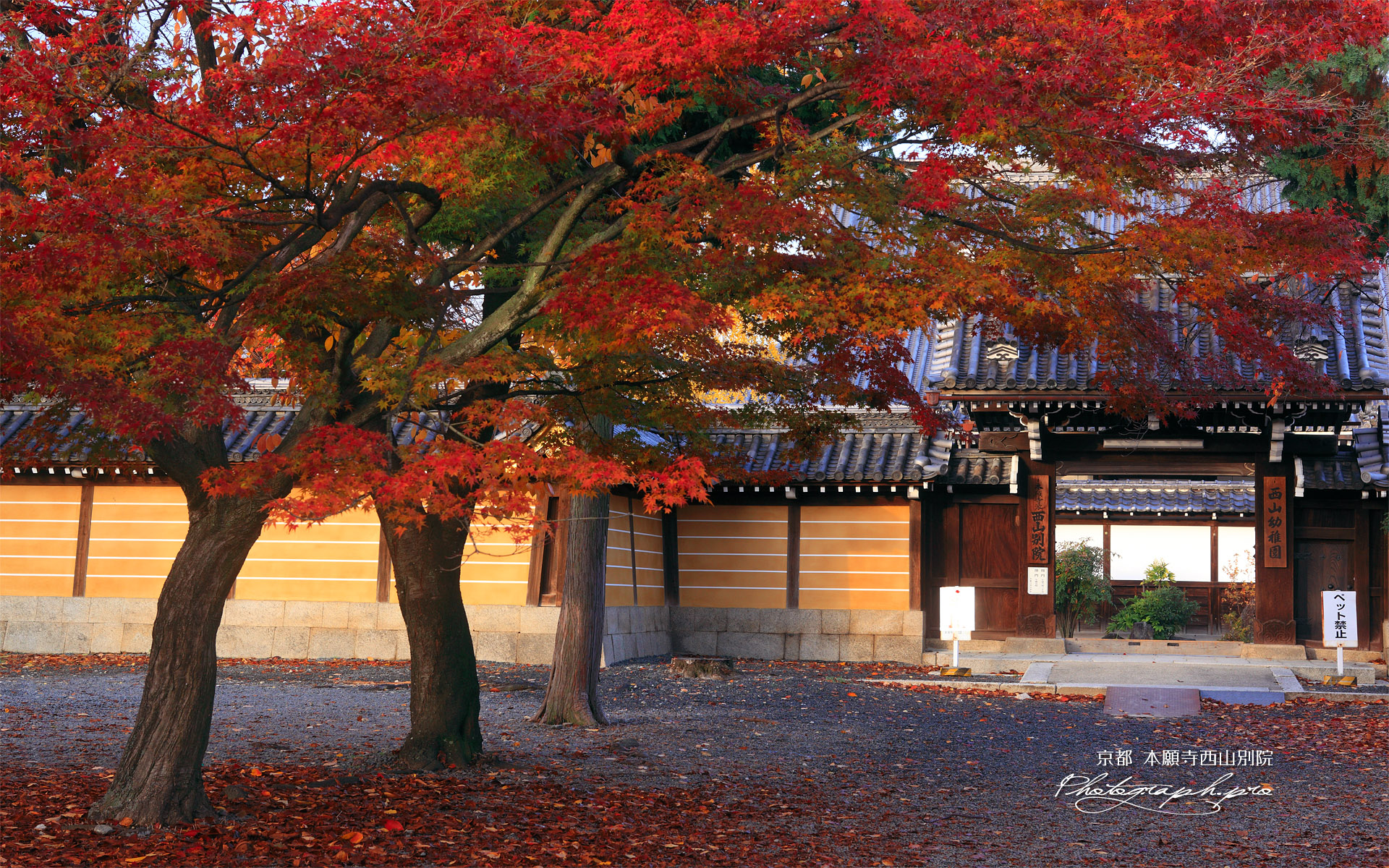 本願寺西山別院 紅葉と山門