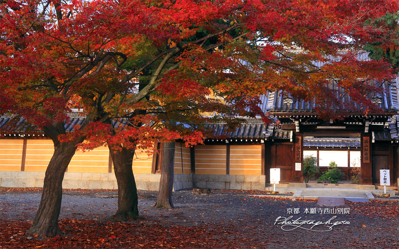 本願寺西山別院 紅葉と山門 壁紙