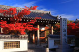 寂照院 紅葉と仁王門