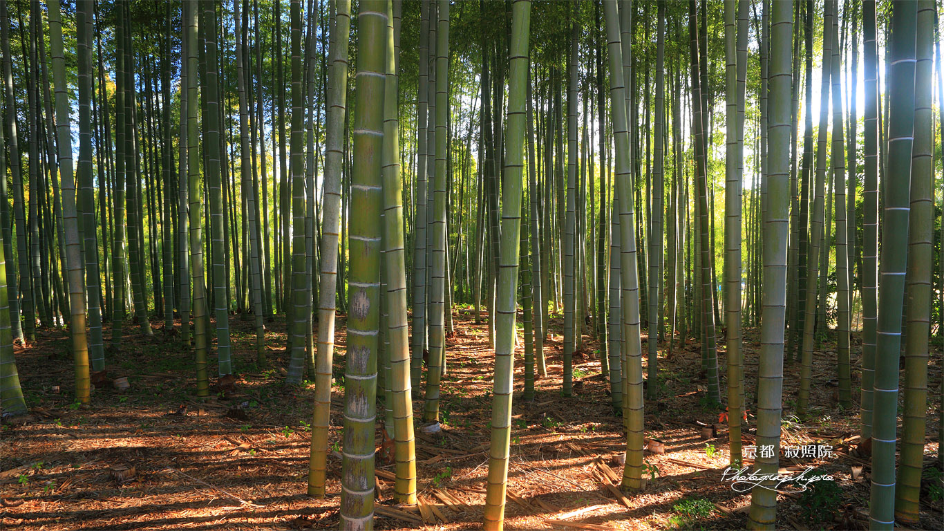 寂照院 孟宗竹林 壁紙