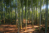 寂照院 孟宗竹林