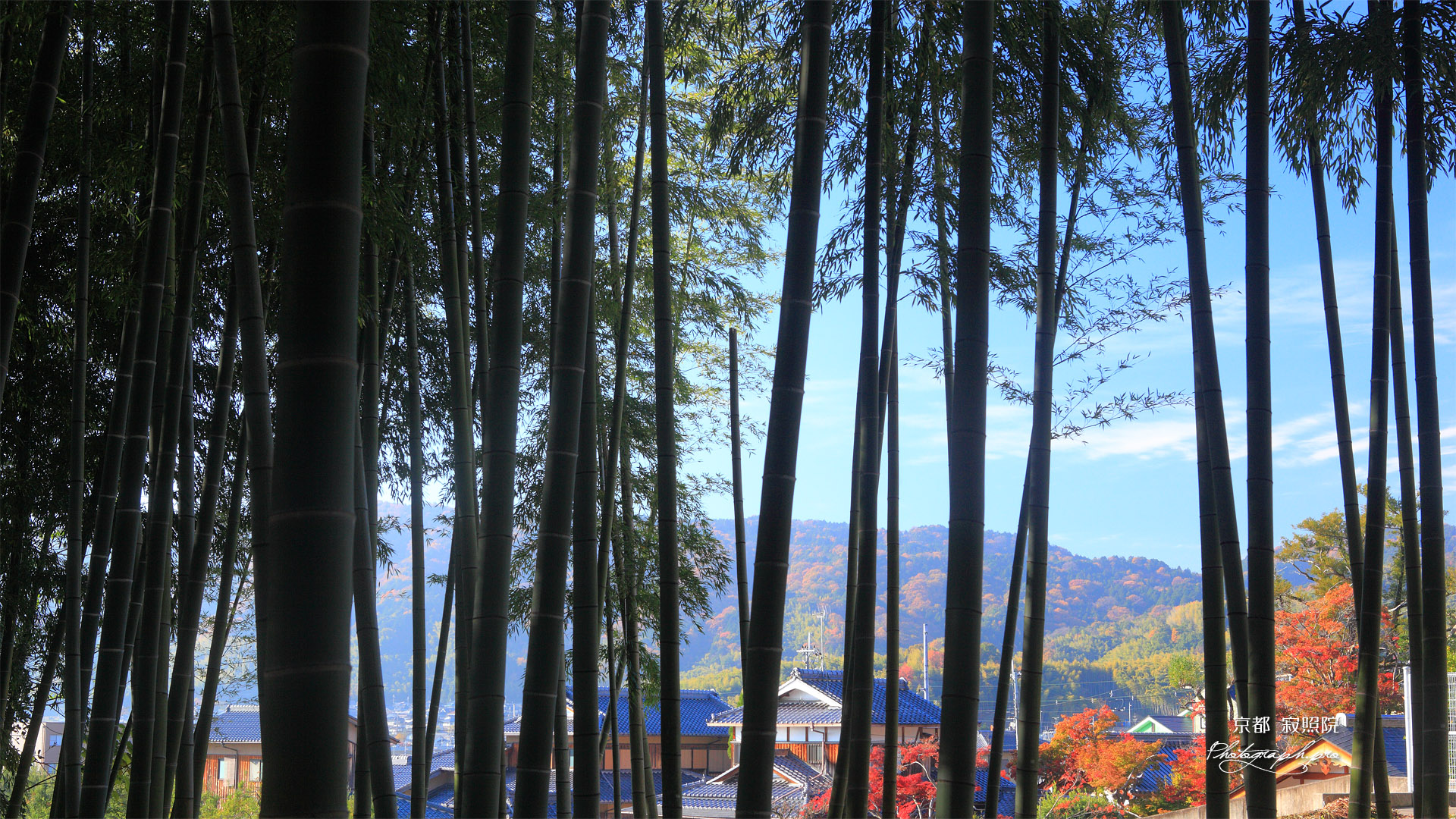 寂照院 竹林越しの紅葉の西山