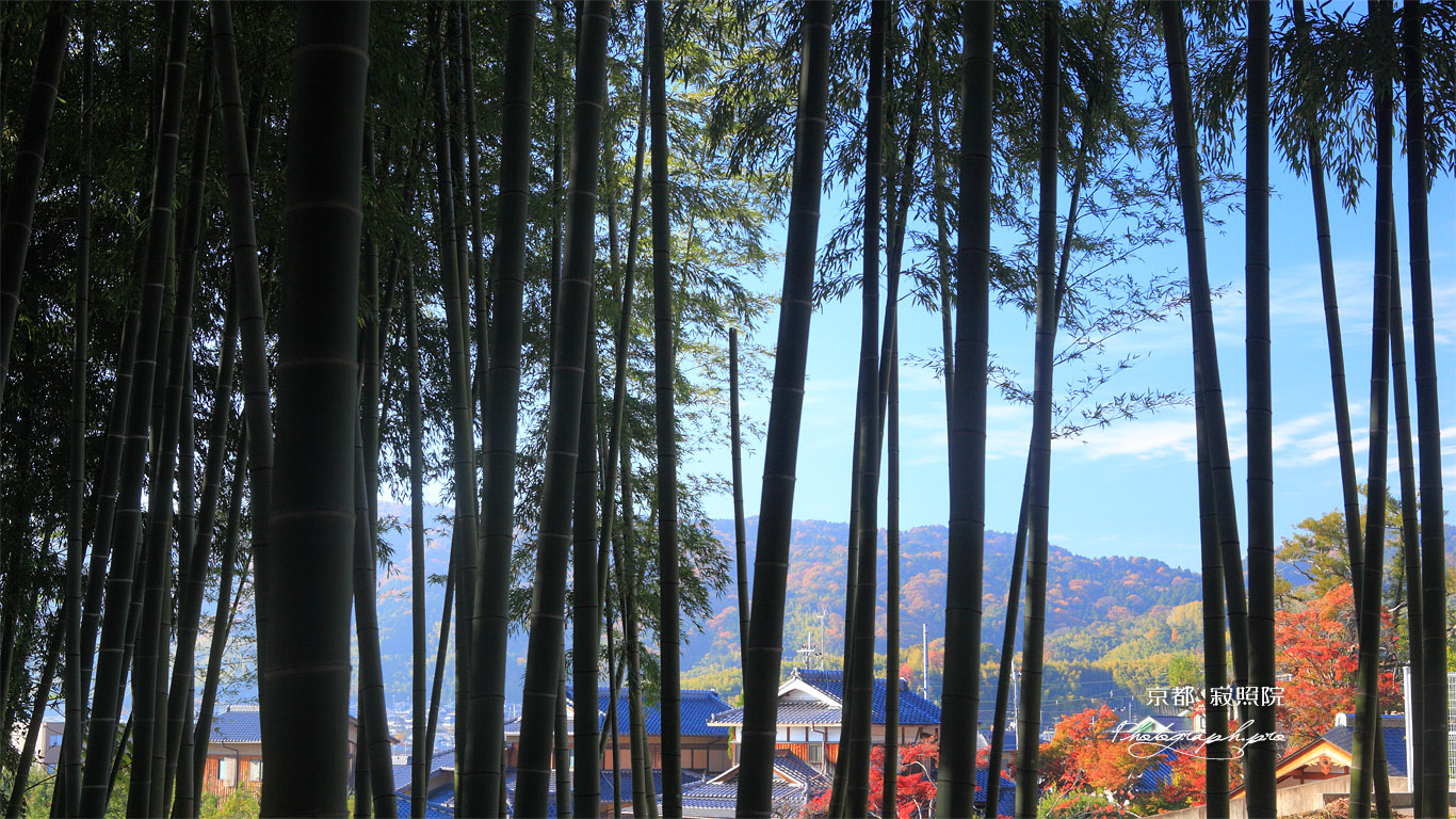 寂照院 竹林越しの紅葉の西山 壁紙