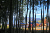 寂照院 竹林越しの紅葉の西山