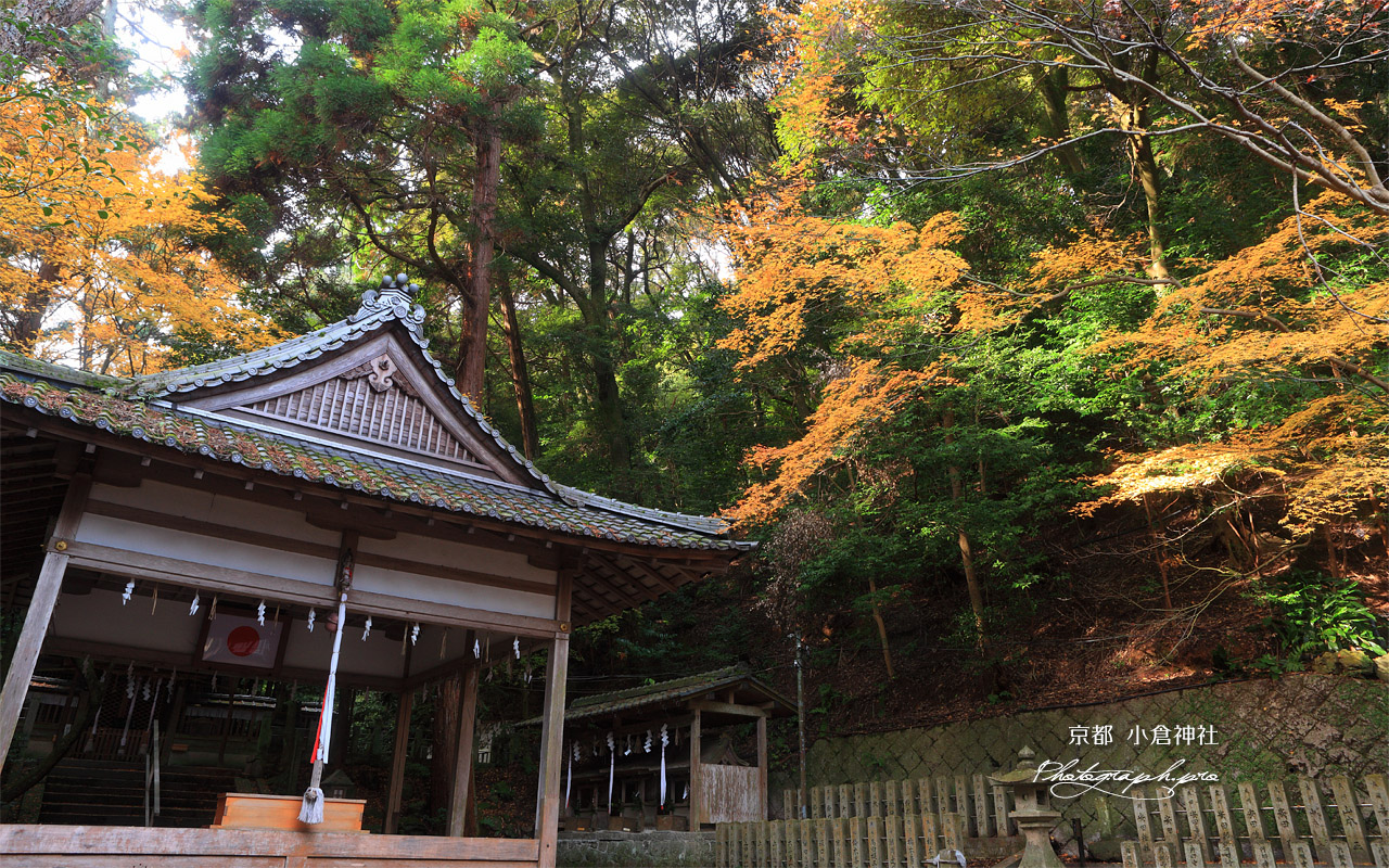 京都小倉神社 拝殿と紅葉 壁紙