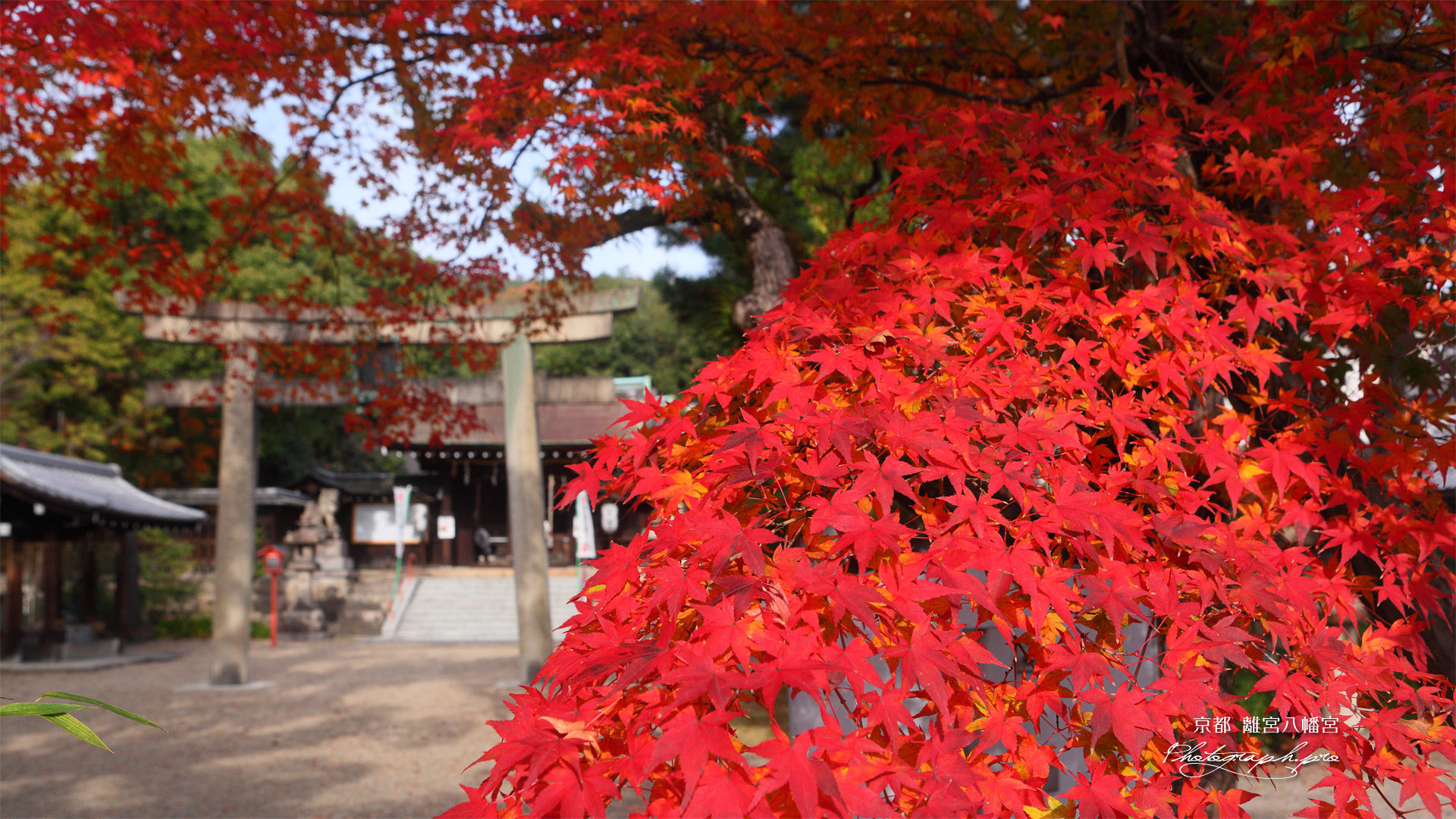 離宮八幡宮 紅葉