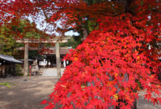 離宮八幡宮
