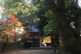 京都蔵王堂 紅葉と仁王門