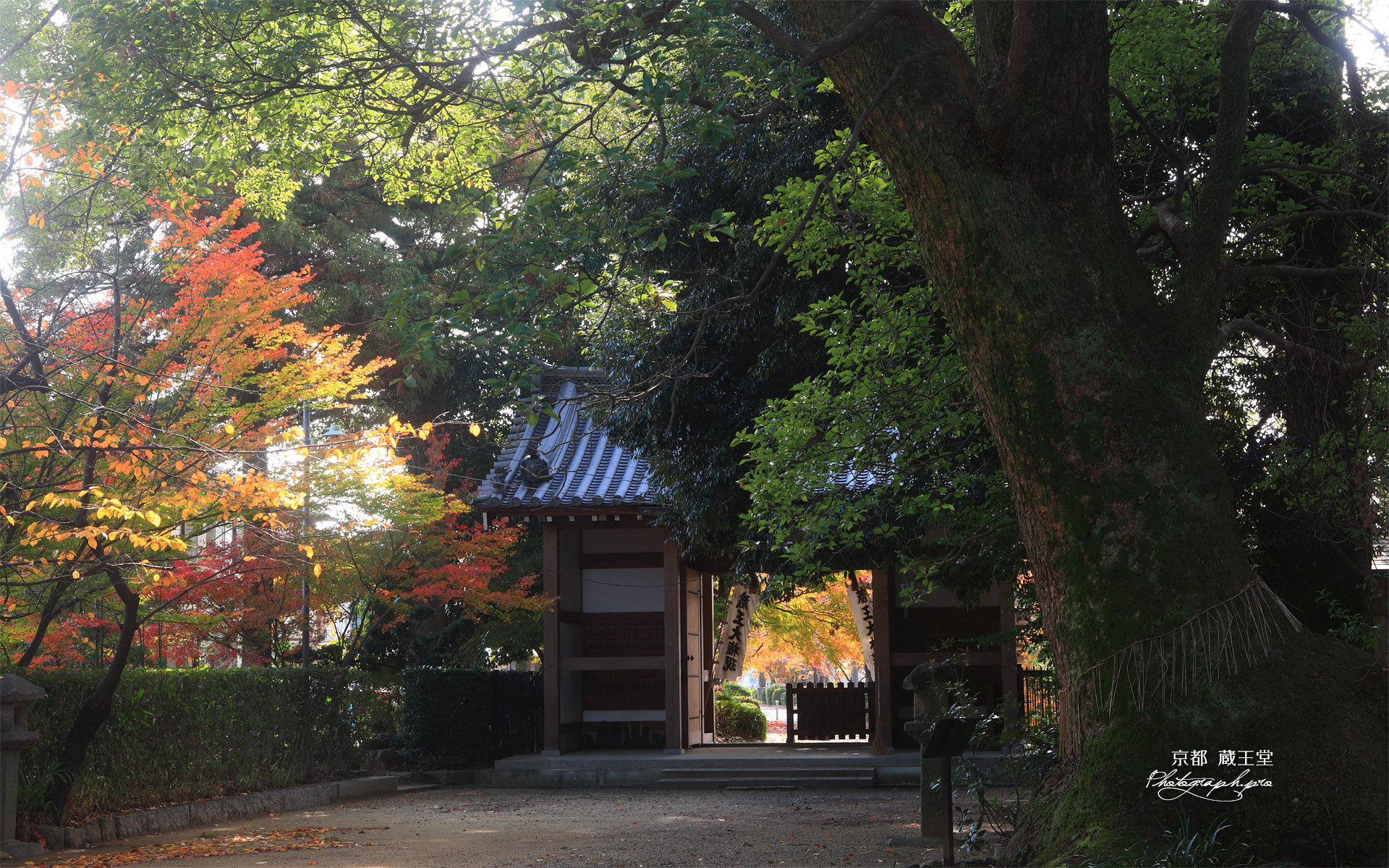 京都蔵王堂 紅葉と仁王門
