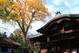光福寺 黄葉の蔵王堂と不動堂