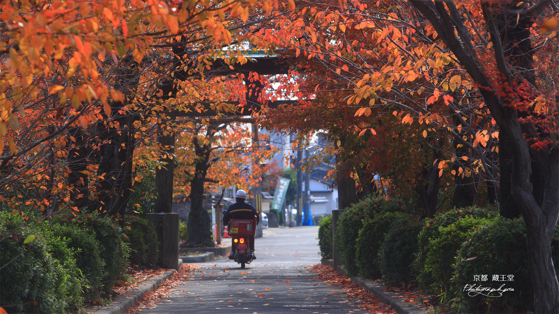 京都蔵王堂 桜紅葉の参道