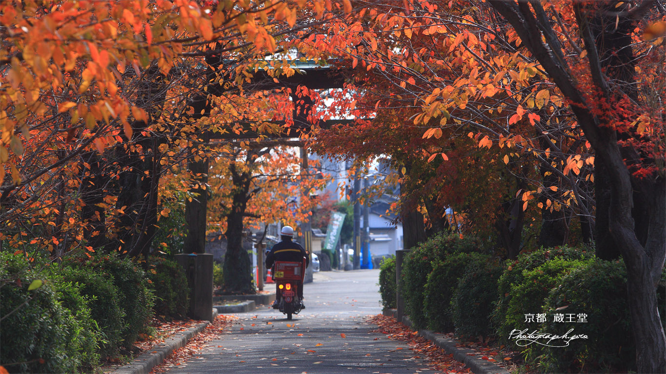 京都蔵王堂 桜紅葉の参道 壁紙