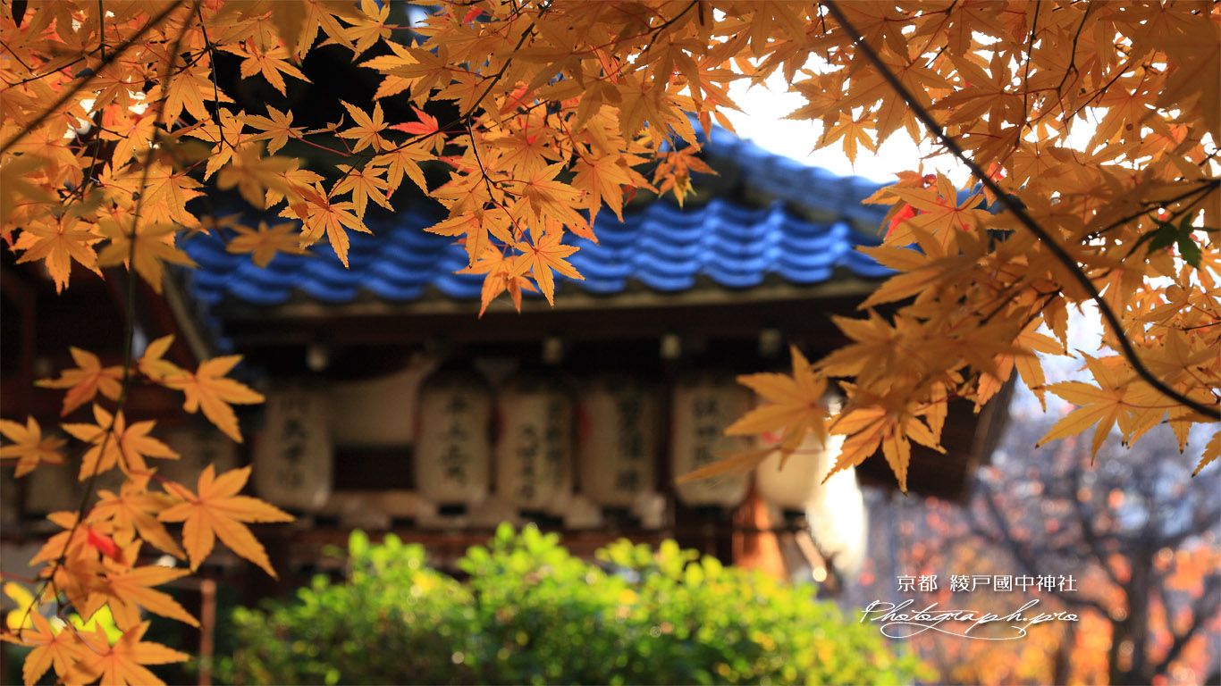 綾戸国中神社 紅葉越しの拝殿 壁紙