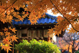 綾戸国中神社 紅葉越しの拝殿