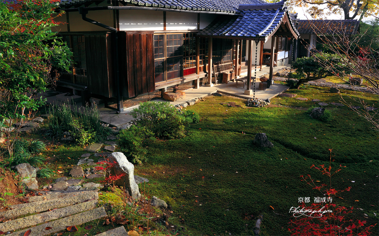 京都福成寺 苔庭と本堂 壁紙