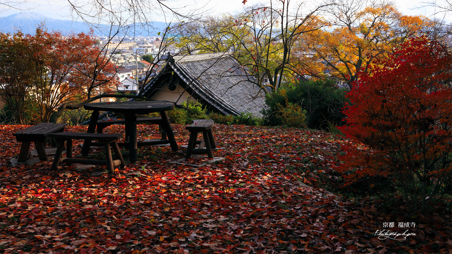 京都福成寺 敷落葉と本堂