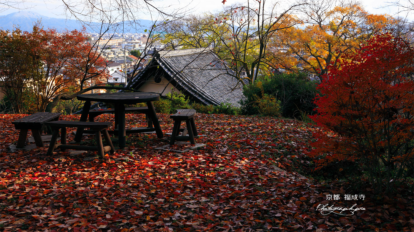 京都福成寺 敷落葉と本堂 壁紙