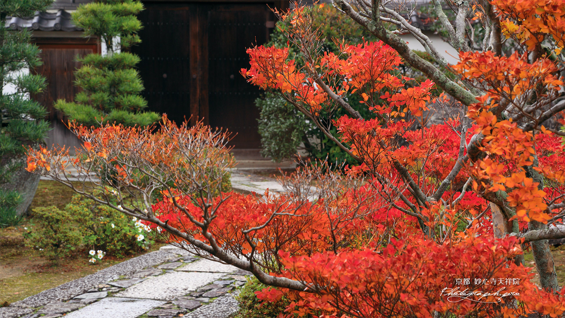 天祥院 躑躅紅葉