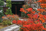天祥院 躑躅紅葉