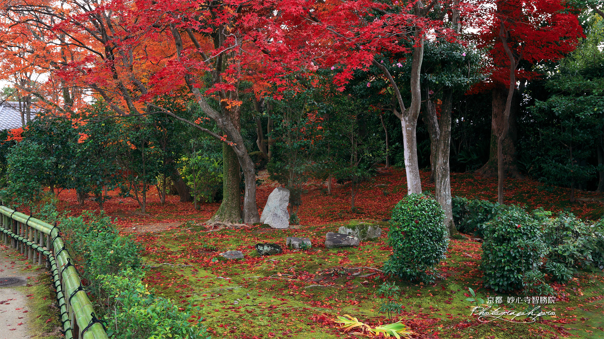智勝院 苔庭の紅葉