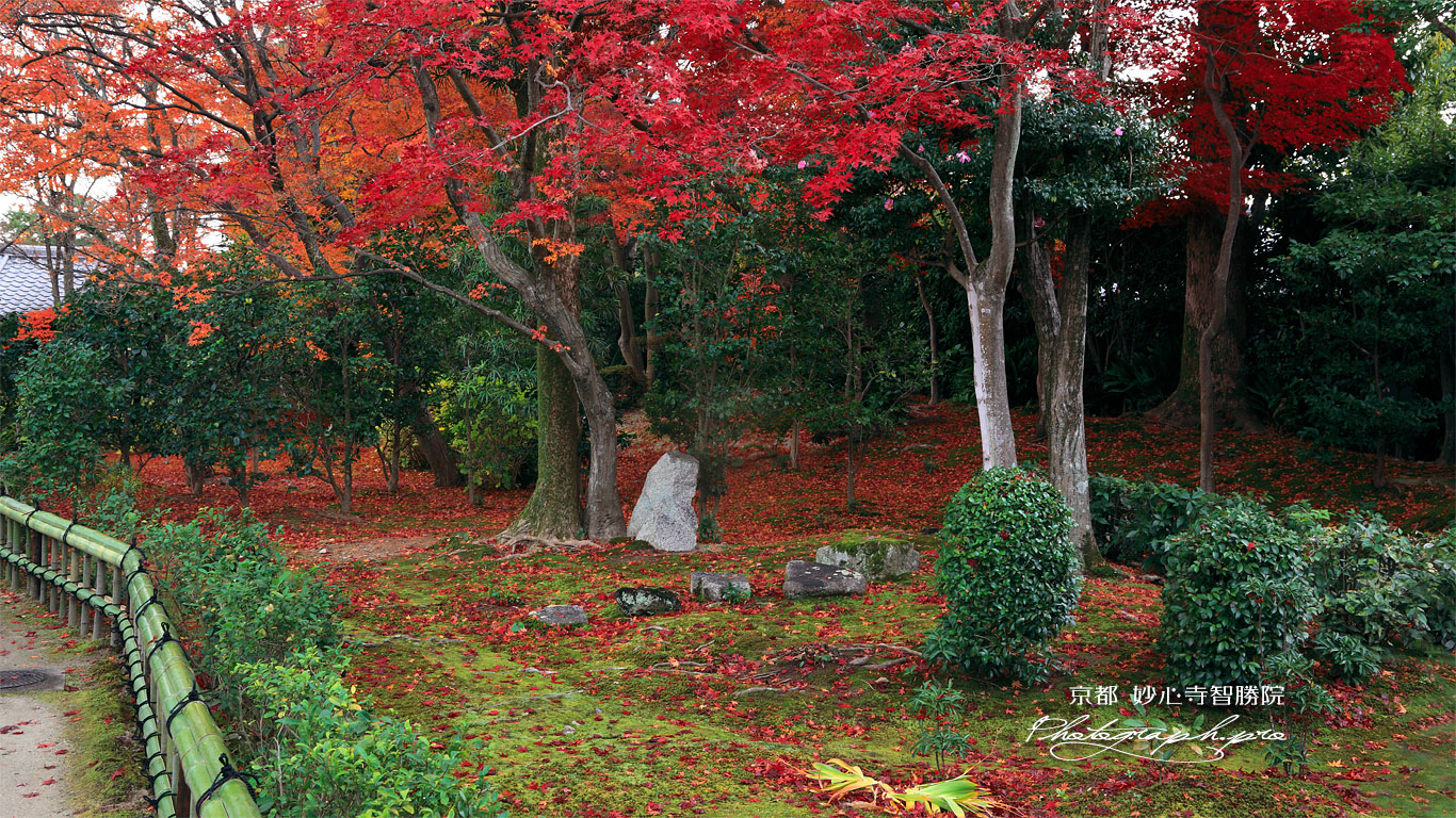 智勝院 苔庭の紅葉 壁紙