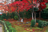 智勝院 苔庭の紅葉