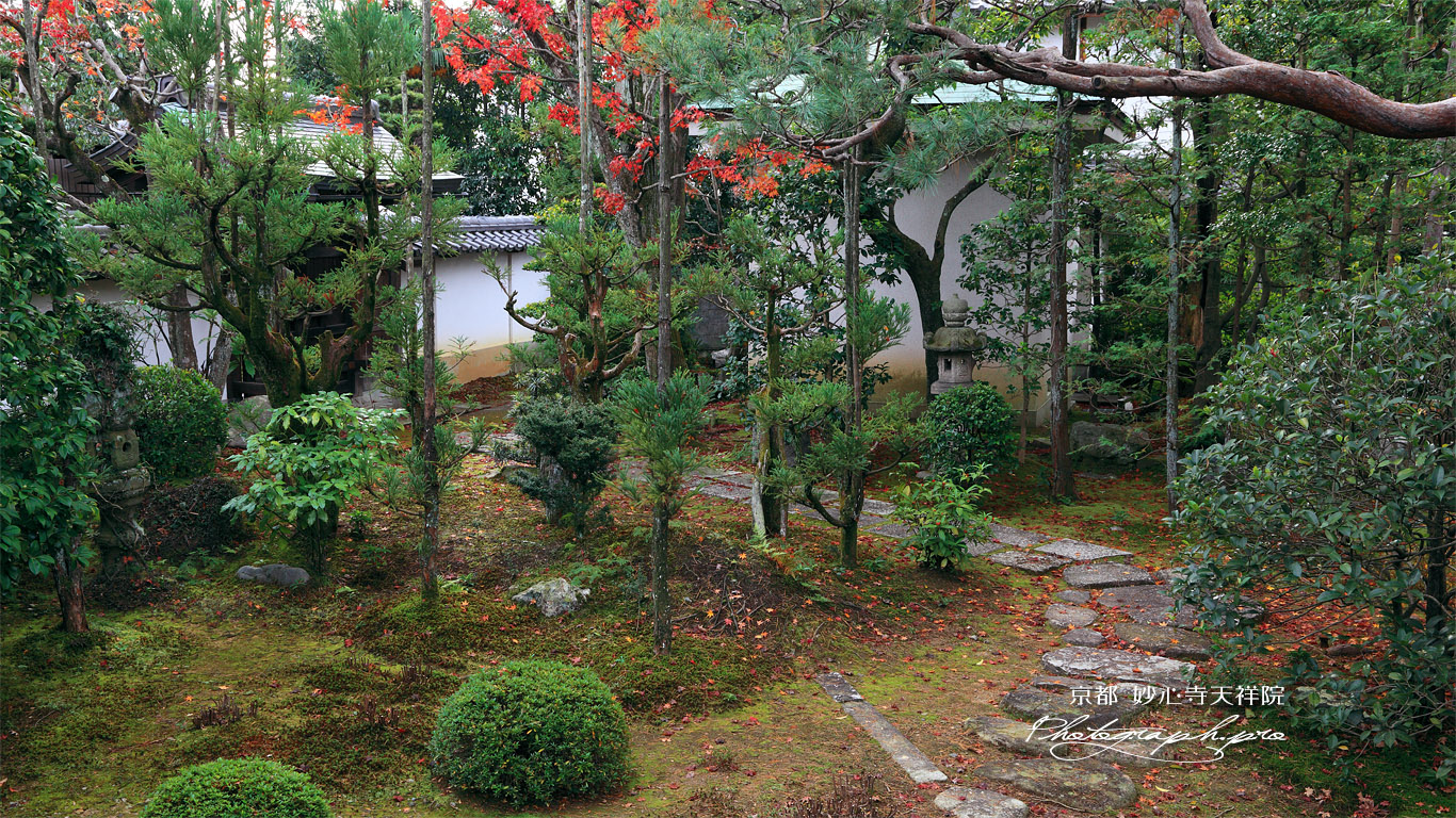 天祥院 紅葉の庭園 壁紙