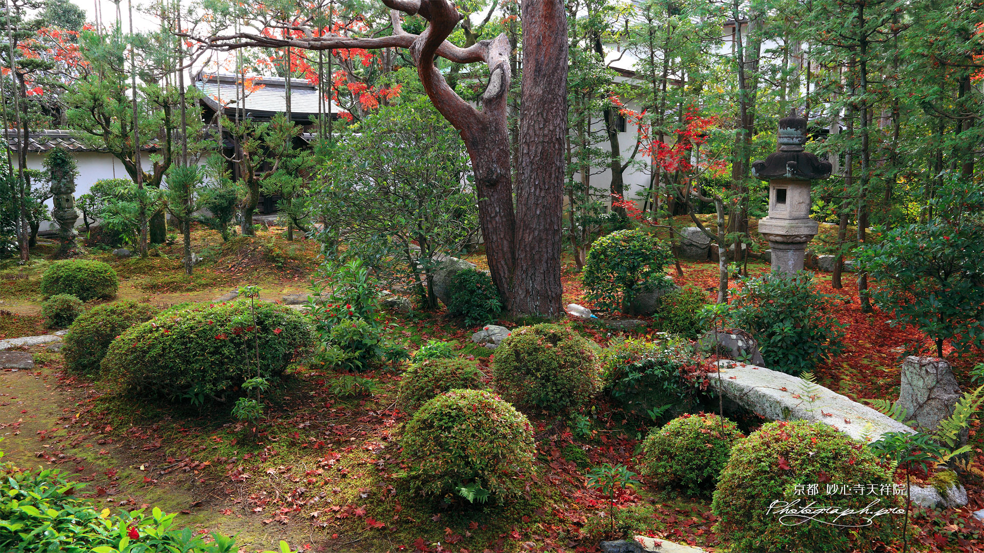 天祥院 秋の特別公開