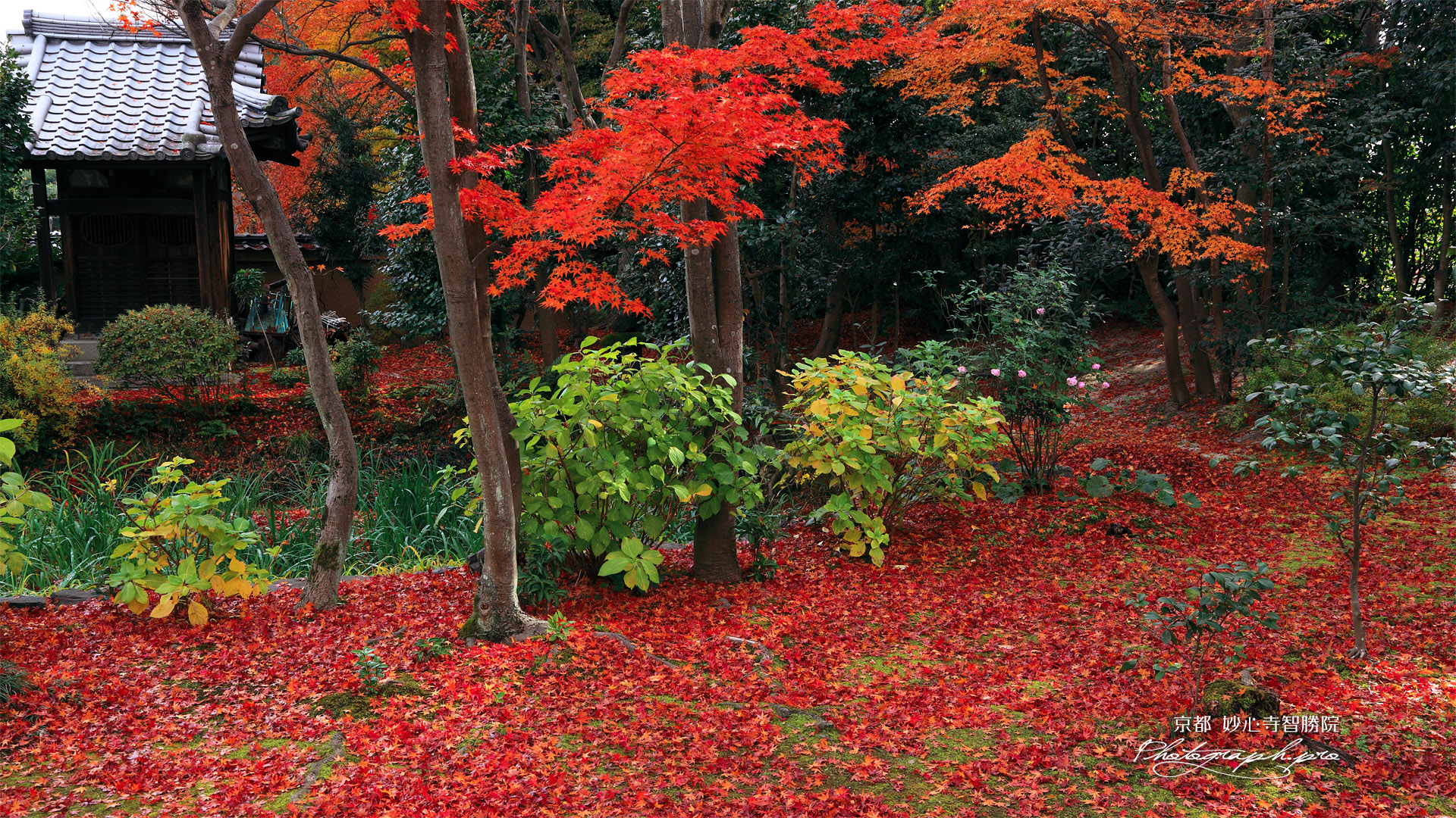 智勝院 庭園の敷紅葉