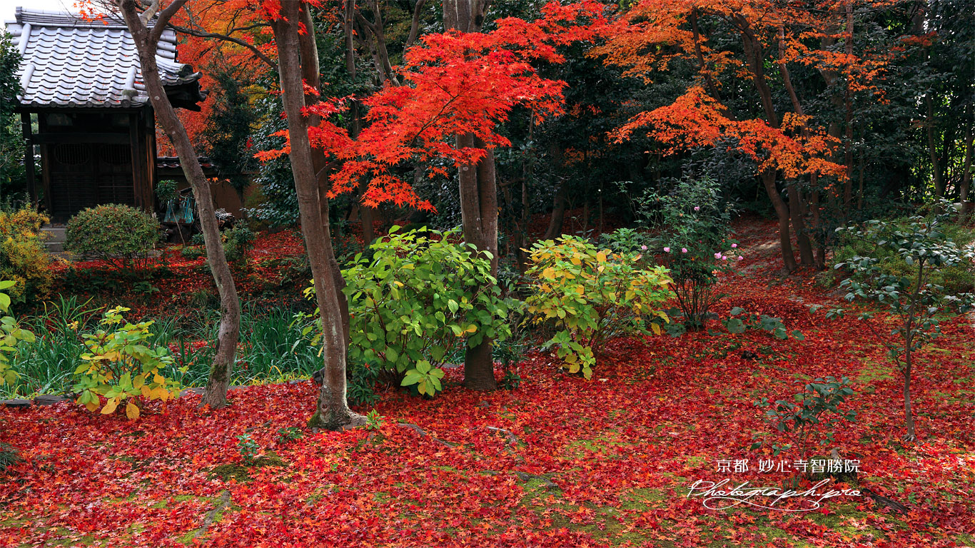 智勝院 庭園の敷紅葉 壁紙