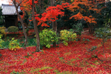 智勝院 庭園の敷紅葉