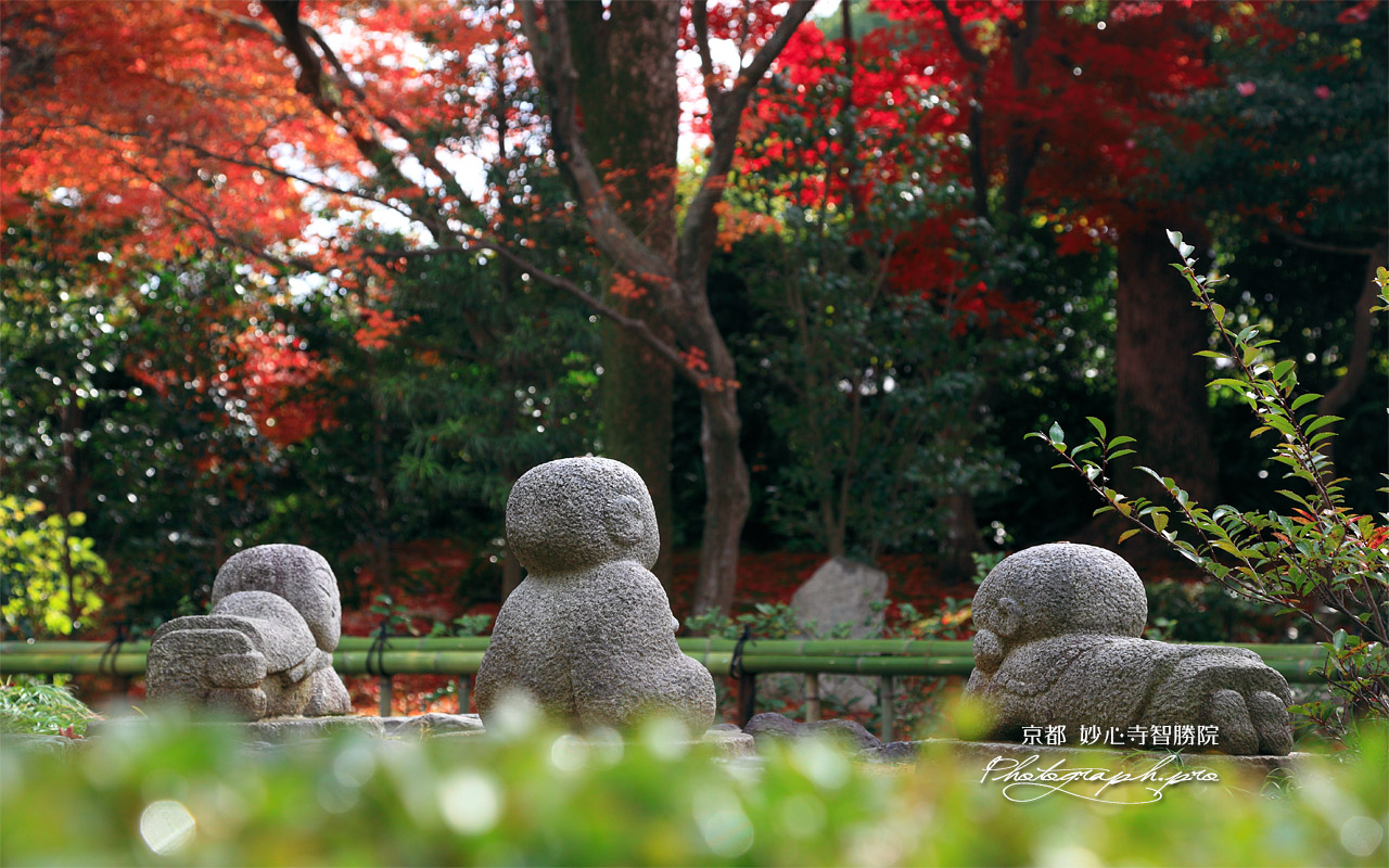 智勝院 童像と紅葉 壁紙