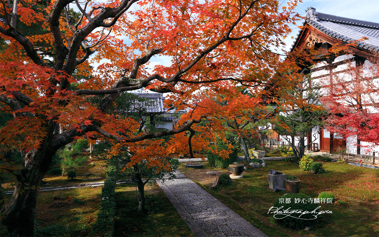 麟祥院 紅葉と庫裡 壁紙