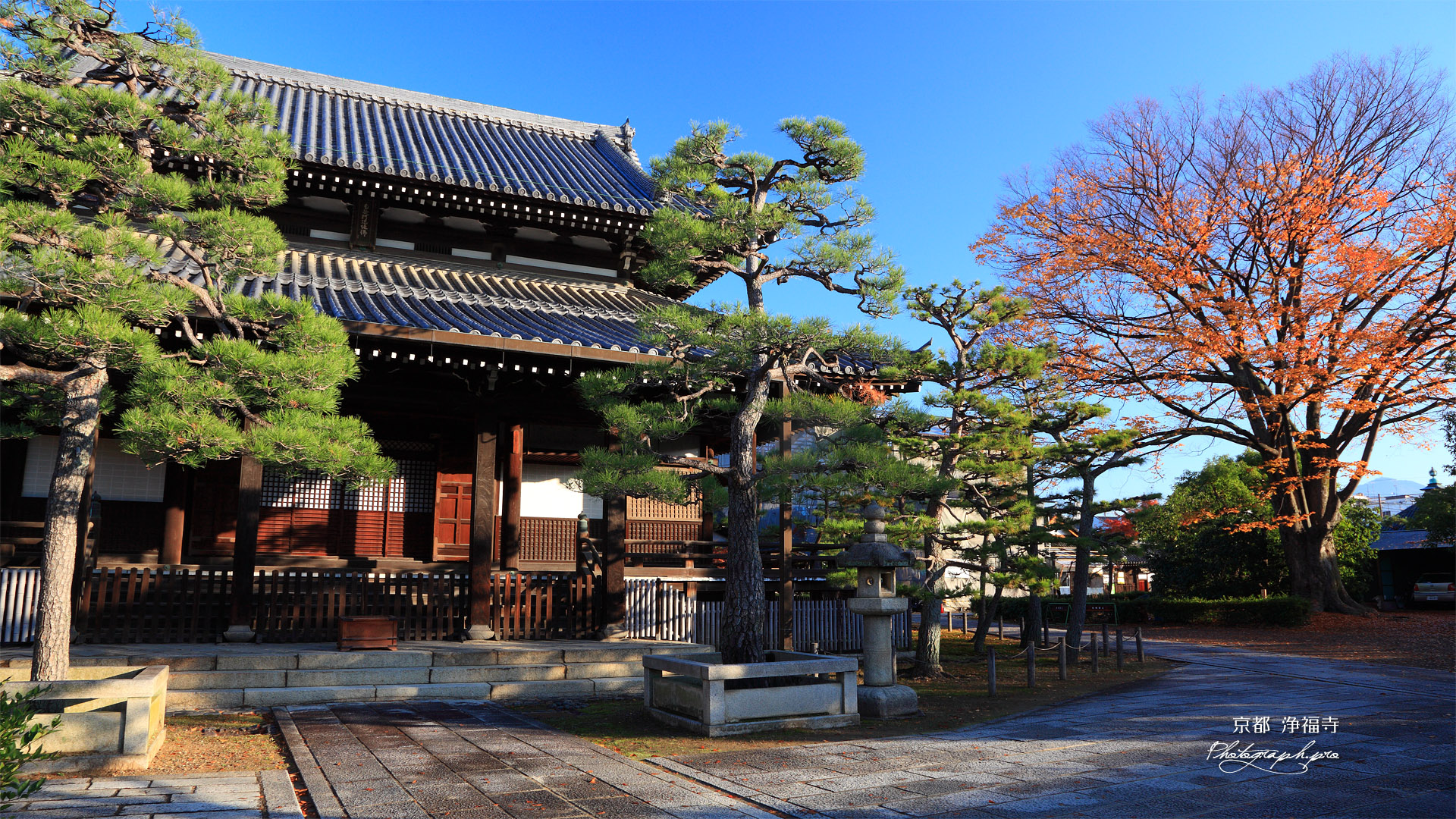 浄福寺 本堂と欅紅葉