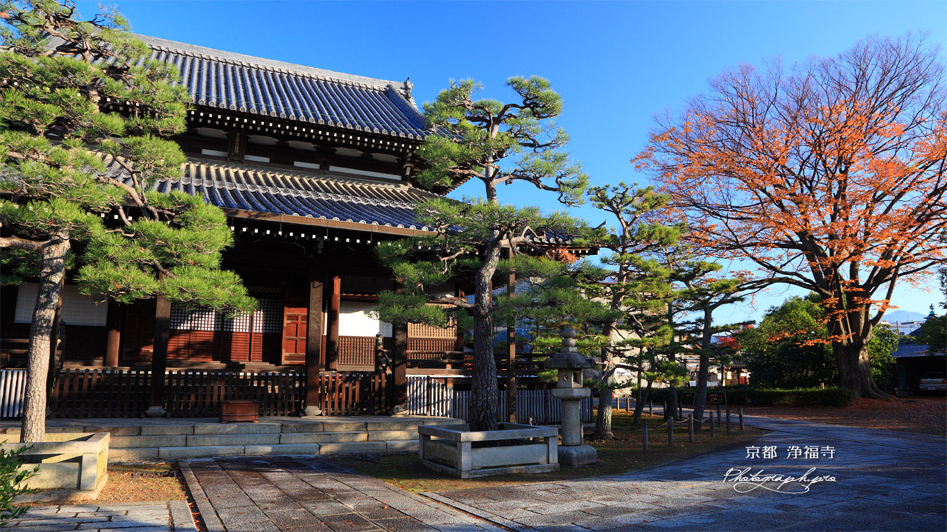 浄福寺 本堂と欅紅葉 壁紙