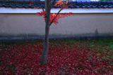 浄福寺 散り紅葉