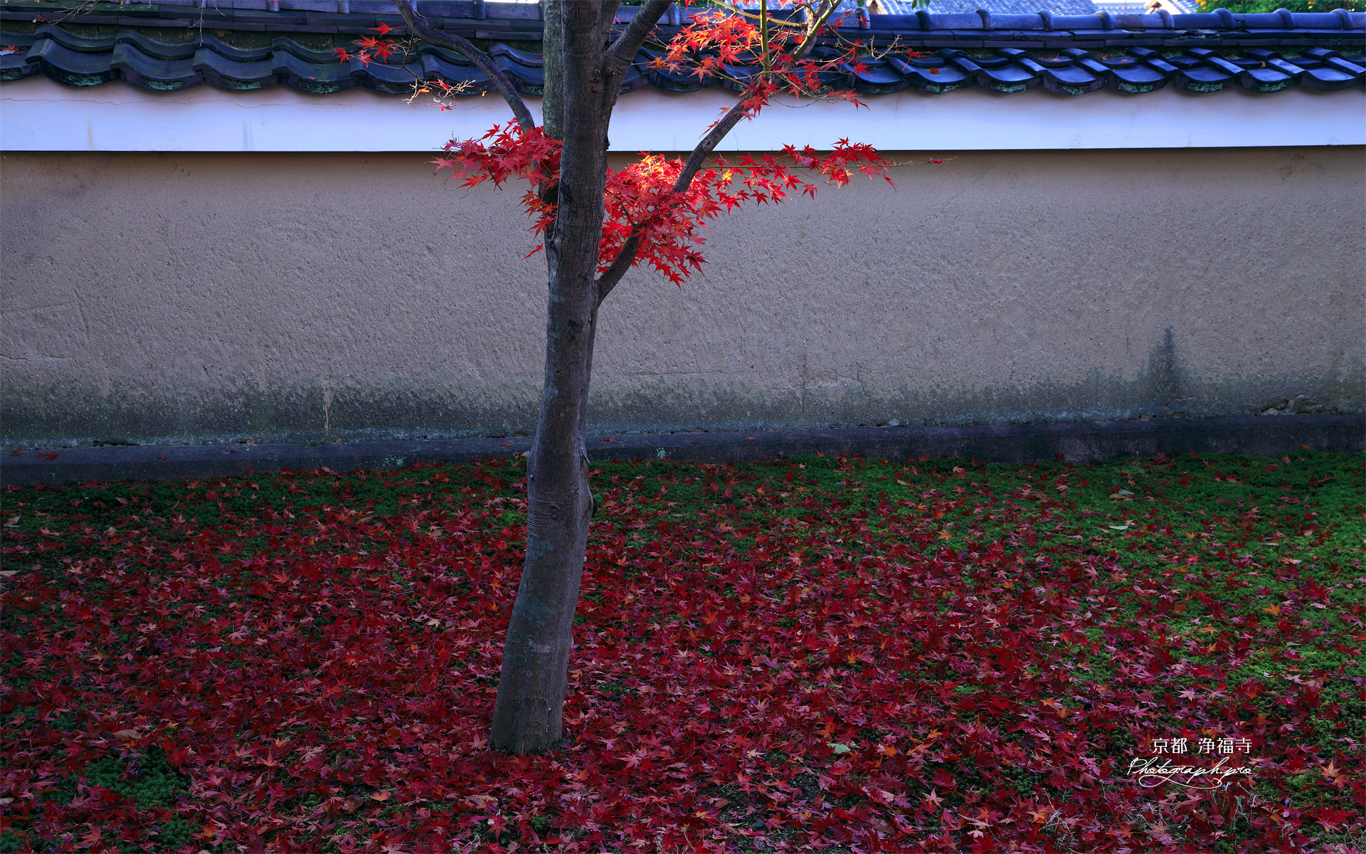 浄福寺 散り紅葉